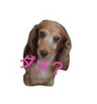 ちょいぽちゃダックス犬（個別スタンプ：3）