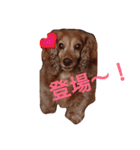 ちょいぽちゃダックス犬（個別スタンプ：4）