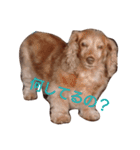 ちょいぽちゃダックス犬（個別スタンプ：5）