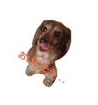 ちょいぽちゃダックス犬（個別スタンプ：6）