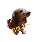 ちょいぽちゃダックス犬（個別スタンプ：7）