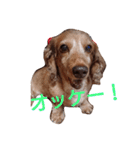ちょいぽちゃダックス犬（個別スタンプ：9）