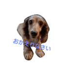 ちょいぽちゃダックス犬（個別スタンプ：11）