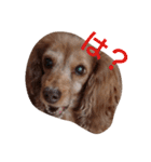 ちょいぽちゃダックス犬（個別スタンプ：12）