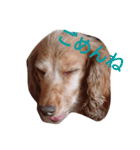 ちょいぽちゃダックス犬（個別スタンプ：14）
