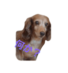 ちょいぽちゃダックス犬（個別スタンプ：15）