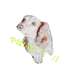 ちょいぽちゃダックス犬（個別スタンプ：17）