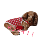 ちょいぽちゃダックス犬（個別スタンプ：19）