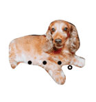 ちょいぽちゃダックス犬（個別スタンプ：20）