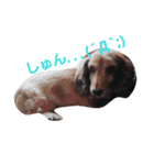 ちょいぽちゃダックス犬（個別スタンプ：22）