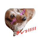 ちょいぽちゃダックス犬（個別スタンプ：24）