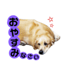 上原家のラブちゃん（個別スタンプ：9）