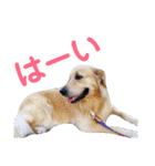 上原家のラブちゃん（個別スタンプ：10）
