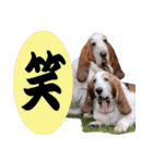 バセットハウンド(犬) 20（個別スタンプ：2）