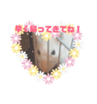 ファンシーラット（個別スタンプ：3）