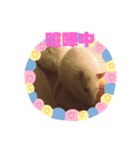 ファンシーラット（個別スタンプ：4）