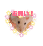 ファンシーラット（個別スタンプ：6）