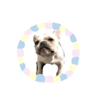 フレブル ジョン（個別スタンプ：1）