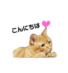 ブシくん（個別スタンプ：1）