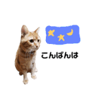 ブシくん（個別スタンプ：31）