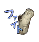 スコティッシュのぺぺ2（個別スタンプ：8）