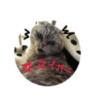 スコティッシュのぺぺ2（個別スタンプ：9）