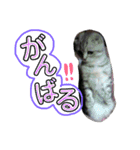 スコティッシュのぺぺ2（個別スタンプ：11）
