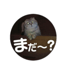 スコティッシュのぺぺ2（個別スタンプ：16）