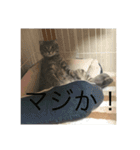 ローマムスタンプ（個別スタンプ：10）