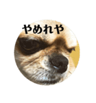 コタの日々（個別スタンプ：1）