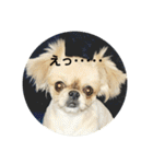 コタの日々（個別スタンプ：2）