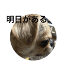 コタの日々（個別スタンプ：5）