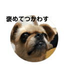 コタの日々（個別スタンプ：8）