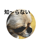 コタの日々（個別スタンプ：9）