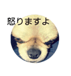 コタの日々（個別スタンプ：12）
