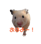 玉三郎の日々（個別スタンプ：1）