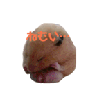 玉三郎の日々（個別スタンプ：4）