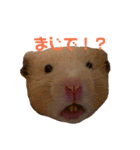 玉三郎の日々（個別スタンプ：16）
