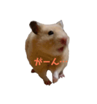 玉三郎の日々（個別スタンプ：17）