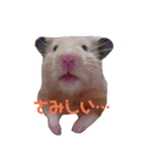 玉三郎の日々（個別スタンプ：36）