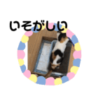 mya-co（個別スタンプ：1）