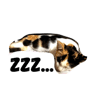 mya-co（個別スタンプ：2）