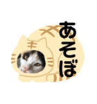mya-co（個別スタンプ：3）