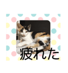 mya-co（個別スタンプ：8）