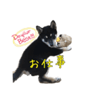 黒柴 こたろう パート2（個別スタンプ：3）