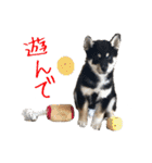 黒柴 こたろう パート2（個別スタンプ：5）