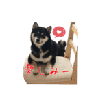 黒柴 こたろう パート2（個別スタンプ：13）
