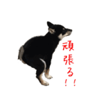黒柴 こたろう パート2（個別スタンプ：24）