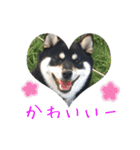 黒柴 こたろう パート2（個別スタンプ：26）