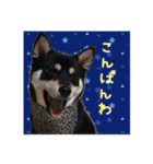 黒柴 こたろう パート2（個別スタンプ：30）